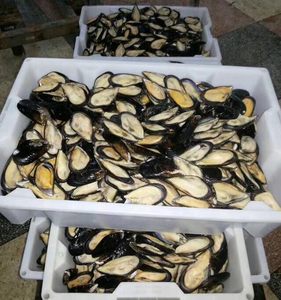 เนื้อหอยแมลงภู่แช่แข็งคุณภาพพรีเมียม จำหน่ายส่ง ปริมาณมาก เกรดอาหาร พร้อมส่ง ผู้จัดจำหน่ายที่เชื่อถือได้สำหรับการส่งออก - Product Image 5