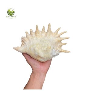 Conchas Decorativas Naturales Grandes para Paisajismo de Acuarios y Decoración de Jardines - Product Image 3