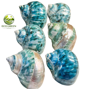 เปลือกหอยเทอร์โบขัดเงาธรรมชาติพร้อมเคลือบสีเขียวมุกเหลือบรุ้ง สำหรับงานตกแต่งบ้าน งานฝีมือ ผู้ผลิตเวียดนาม ขายส่ง - Product Image 2