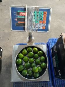 Vietnamese Seedless Sour Lime <b>Fresh</b> <b>Citrus</b> <b>Fruit</b> From Vietnam Natural Green Sour Lime - Product Image 5