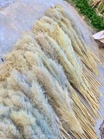 Nouveautés : Pampas séchées naturelles, écologiques, longue durée, pour remise de diplôme, mariage, DIY, duveteuses, VRAIES, préservées, taille et couleur personnalisables