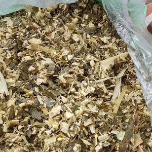 อาหารสัตว์พรีเมียมจากข้าวโพดหมัก 100% ธรรมชาติสำหรับโค – ข้าวโพดหมักโปรตีนสูง บรรจุภัณฑ์สุญญากาศ - Product Image 6