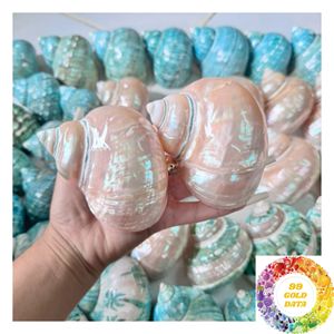 เปลือกหอยมุกธรรมชาติทรงเทอร์บัน ขนาด 4.5-5 ซม. 9-10 ซม. เปลือกหอยสีรุ้ง สำหรับงานฝีมือและของตกแต่งบ้าน ขายส่ง - Product Image 3