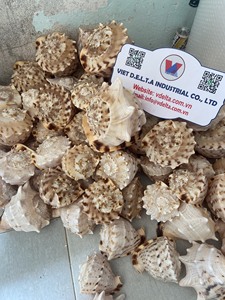 Coquillages naturels pour l'artisanat, la décoration et les cadeaux |   100% Naturel Origine Vietnam |   Coquilles entières 5–6 cm et 11–15 cm - Product Image 4