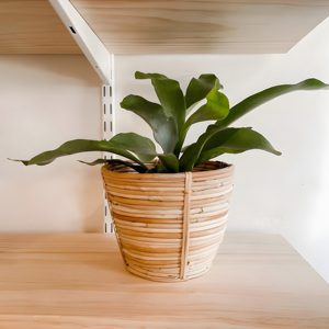 Cesta de ratán de gran calidad para plantas de interior, maceta, soporte para plantas, cestas de exhibición de vegetación - Product Image 6