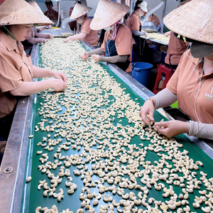 Noix de cajou, amandes de cajou SANTIGO exportées vers le Moyen-Orient, l'UE, Kaju en vrac, amandes en gros - Product Image 4