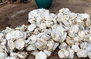 Caucho natural de alta calidad Lump Cup de Vietnam Suministro confiable y precio competitivo - Product Image 3