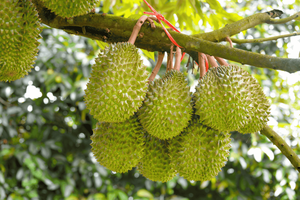 Pulpa de Durian Congelada de Vietnam (Monthong Ri6) Recién Cosechada, con Larga Vida Útil, Sabor Dulce y Disponibilidad OEM/ Sra. Lima - Product Image 6