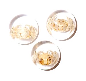 <b>Crab</b> Real Specimen Plastic Cabochon Round 25x25 mm on Clear Flat Bottom for Crafts and Jewelry Making - Product Image 4