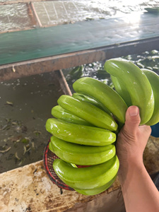 Bananes Cavendish cultivées dans les hautes terres du Vietnam Saveur sucrée de qualité supérieure avec texture crémeuse Emballé frais pour l'exportation internationale - Product Image 5