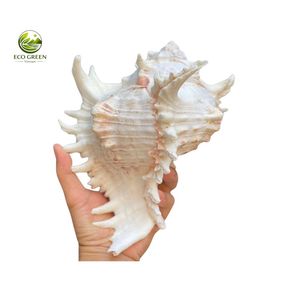Concha Marina Grande Blanca Puntiaguda con Tacto Real, Pulida, Natural, Chicoreus Ramosus, Adorno para Mesa de Fiesta con Temática Floral, Decoración para Acuario, Proveedor - Product Image 1