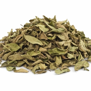 Hojas de Guayaba Premium, Amrud Patta, Psidium Guajava, Hojas de Té de Hierbas Secas al Sol Naturales, Proveedor Mayorista de Exportación de Rajasthan - Product Image 6
