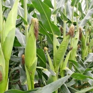 Silage de maïs fermenté de qualité supérieure pour l'alimentation des bovins, silage de maïs jaune pour les exploitations laitières, silage de maïs en vrac pour l'exportation - Product Image 2
