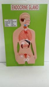 Modèle d'anatomie des glandes endocriniennes humaines, aide pédagogique pour l'enseignement du système organique, affichage éducatif pour les sciences médicales - Product Image 1