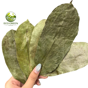 Premium Dried Soursop Leaves Natural Graviola Leaf Raw Material for Herbal Tea <b>Supplements</b> Wellness Brands Bulk Supply - Product Image 1