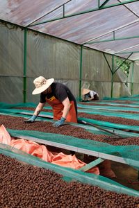 เมล็ดกาแฟโรบัสต้าดาคลักเวียดนามขายดีที่สุด คุณภาพสูง คั่วกลาง รสหวาน กลิ่นหอมเข้มข้น เพิ่มพลังงาน - Product Image 4