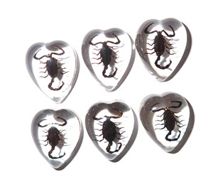 Scorpion noir, spécimen réel, cabochon en plastique, cœur 17x21 mm, fond plat transparent, pour artisanat et fabrication de bijoux - Product Image 6