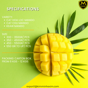 Mango Fresco de Alta Calidad de Vietnam _ Exportación al por Mayor para Mercados Internacionales - Product Image 3