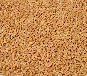 Blé de qualité supérieure pour la consommation humaine et l'alimentation animale, blé en vrac pour la fabrication de farine, approvisionnement en blé indien - Product Image 6