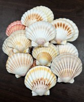 Coquillages marins naturels en gros, coquilles Saint-Jacques de 10-13 cm pour artisanat fait main du Vietnam, emballage sécurisé, exportation de coquillages