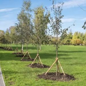 Piquets de jardin en bambou naturel de 1 m de long pour le soutien des plantes, des plantes grimpantes et l'utilisation en jardin - Product Image 6