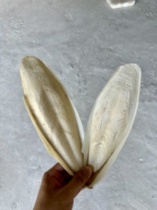 Hueso de Sepia Seco en Trozos de 4/5cm para Mascotas, Tortugas y Caracoles, Fortalecedor Natural de Calcio, Exportador de Vietnam - Product Image 1