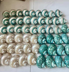 Vente chaude Naturel Poli Vert Turbo Shell Bandes Vert Turbo Coquillages Du Vietnam - Product Image 2