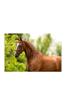 Horse Racing Leather Bridle and Rope <b>Halter</b> with Metal Hardware Durable and Customizable - Product Image 6