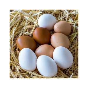 Approvisionnement en œufs de poulet brun en gros volume pour les importateurs, les distributeurs alimentaires et les acheteurs de produits agricoles - Product Image 6