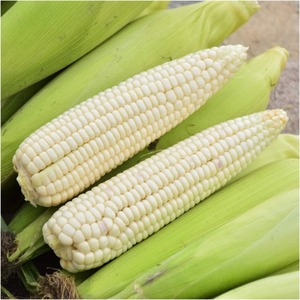 Maíz Blanco Puro 100% de Primera Calidad para Exportación al por Mayor, Suministro para Importadores, Granos Naturales, Empaque Limpio y Fuente a Granel Fresca - Product Image 4