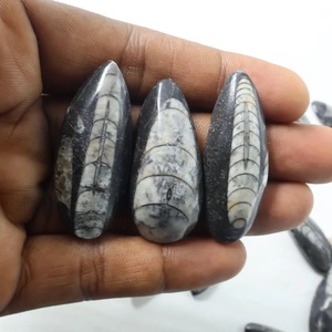 Orthocéras 100% Naturel Cabochon : Prix de Gros pour Grossistes et Fabricants, Lot en Vrac pour la Fabrication de Bagues, Pendentifs et Bijoux, Pierre de Formes et Tailles Variées - Product Image 2