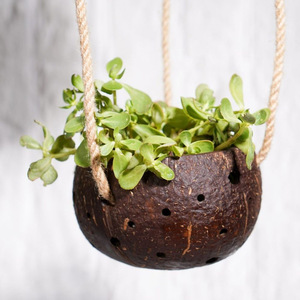 Coconut shell pot with small <b>large</b> size sustainable garden supplies decor <b>plant</b> flower pots - Product Image 2