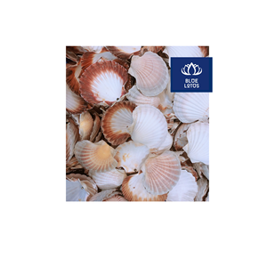 Ventilateur en coquillages écologique et sûr, en matériaux supérieurs, à base de plantes pures, idéal pour le refroidissement de l'air et la suspension murale – Vente directe usine - Product Image 1