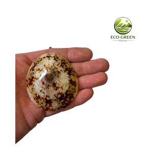 Collection de coquillages naturels pour collectionneurs, artisans et fabricants de soutiens-gorge en coquillages pour femmes - Product Image 3