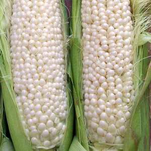 Maíz Blanco Natural Seco para Exportación, Suministro para Importadores a Granel, Calidad de Cosecha Fresca, Opciones de Empaque y Proveedor Confiable - Product Image 1