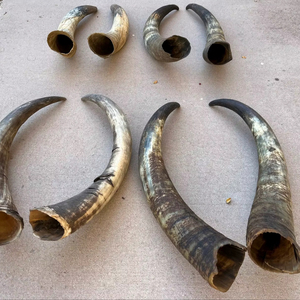 Par de Cuernos de Búfalo Pulidos para Decoración de Pared, Diseño Art Deco, Grandes de 27 a 35 Pulgadas, para Bodas, Cumpleaños, Aniversarios - Product Image 1