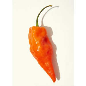 Piment Habanero frais et naturel à 100 %, 10 kg disponible à la vente - Product Image 6