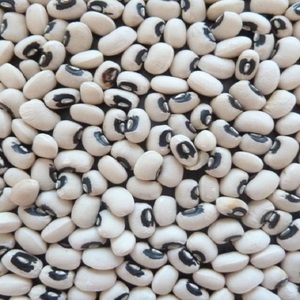 Haricots noirs frais pour la cuisine quotidienne, aux grains uniformes, excellente texture et qualité fiable à un prix compétitif sur le marché. - Product Image 1
