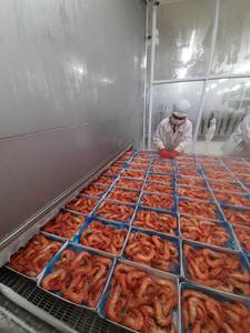 Camarones Vannamei Enteros Cocidos de Grado de Exportación CHOSO IQF Congelados de Vietnam - Product Image 3