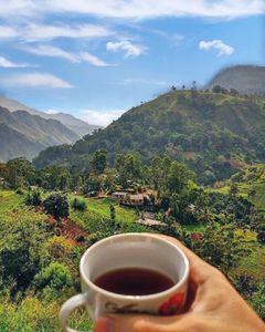 Café Arabica Instantané Lyophilisé Grade A+ Pleine Maturité Konnai Son La Vietnam 100% Arabica Torréfié Vert Haute Qualité - Product Image 5