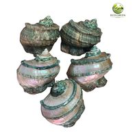 Coquille de mer naturelle de luxe polie, style Turbo Perle, pour la décoration intérieure côtière, les aquariums et les souvenirs cadeaux