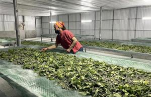 Meilleur prix Feuille de mûrier séchée naturelle de haute qualité-Purification du corps produits vietnamiens de haute qualité - Product Image 2