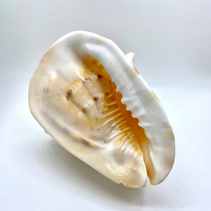 Cassis Cornuta Large Queen Helmet Conch Sea Shells Big Seashells for Home Decor and Collection - Product Image 4
