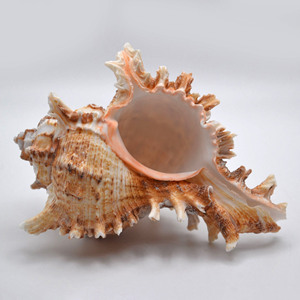Murex operculum เปลือกหอยเปลือกหอยธรรมชาติสำหรับชายหาด VIBE accents - Product Image 1