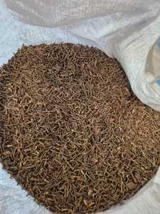 Bolsas de PP de 25 kg de Tallos de Clavo Aromático (Syzygium Aromaticum) Puro y Crudo, Kruidnagel, Pedido al por Mayor B2B, Especias Aromáticas, Origen Sulawesi, Indonesia - Product Image 1