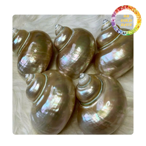 Conchas Marinas Naturales Turbo Pulimentadas al por Mayor con Hermosa Superficie Iridiscente Verde Turquesa para Decoración - Product Image 3