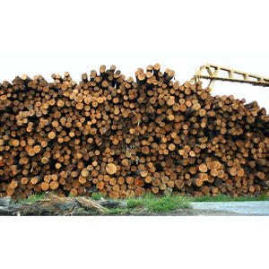 Bûches de bois dur naturel, bûches industrielles, bois robuste, idéal pour le lambris, les revêtements de sol et les applications industrielles du bois - Product Image 5