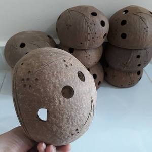 Venta al por mayor de macetas de cáscara de coco natural, ideales para plantar suculentas o guardar objetos pequeños - Product Image 4