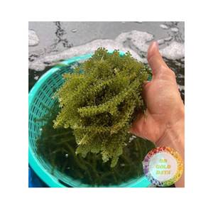 OFERTA ESPECIAL: Uvas de Mar Vietnamitas Premium, Umibudo Natural Seco, Caviar Verde, Larga Vida Útil, Ingrediente de Fácil Preparación - Product Image 3