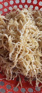 Alga Cottonii Seca al por Mayor, Planta Marina Natural para Extracción de Carragenano, Compra a Granel, Suministro Internacional para Comercio de Alimentos - Product Image 3